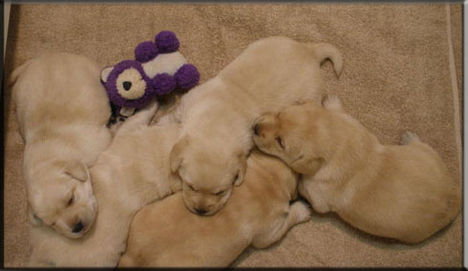 NormaJeanPuppies3wks