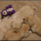 NormaJeanPuppies3wks