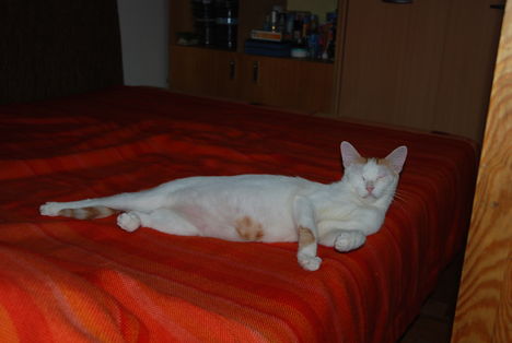 Pihi