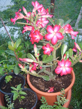 2012.07. ADENIUM OBESUM