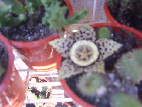 2012.07.STAPELIA LEPIDA