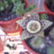 2012.07.STAPELIA LEPIDA