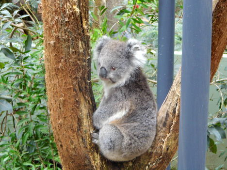 211Koala tüneményesek