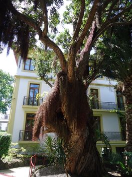 700-as éves fa..