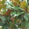 A hófehér virágu magnólia termése