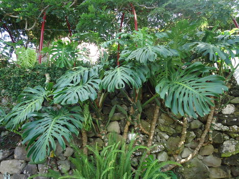 A partfalat benőtte a philodendron..