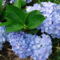 Azori-szigetek virága a  kék hortenzia