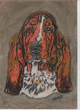 basset hound