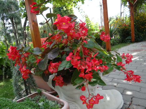 Begónia 1