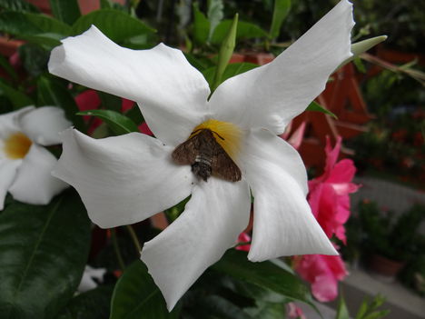 Dipladénia 3