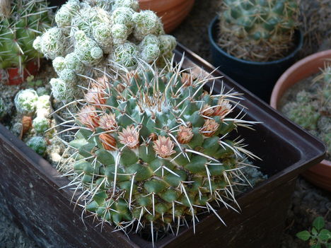 DSCF0020