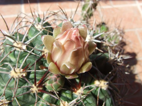 DSCF6116