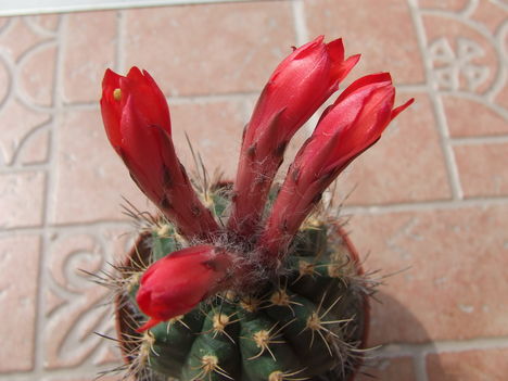 DSCF6122