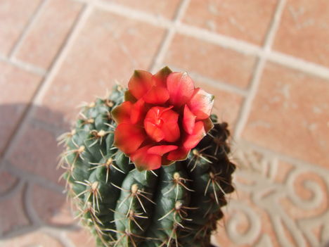 DSCF6126