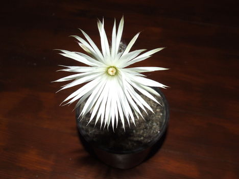 DSCF6303