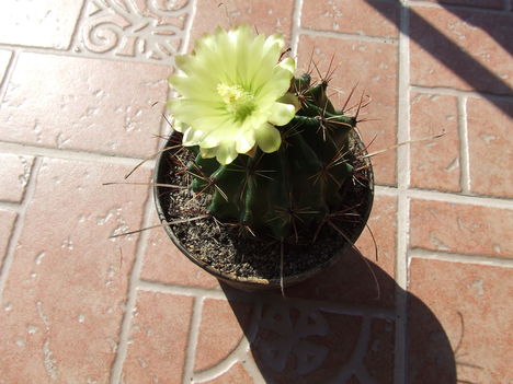DSCF6310