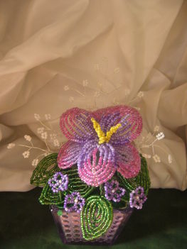 Gerbera