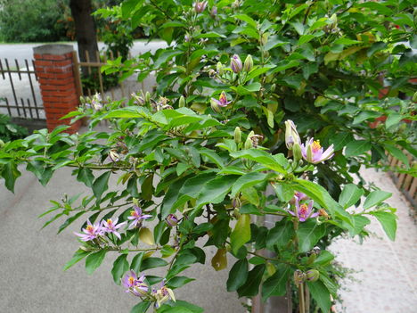 Grewia Caffra 2