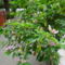 Grewia Caffra 2