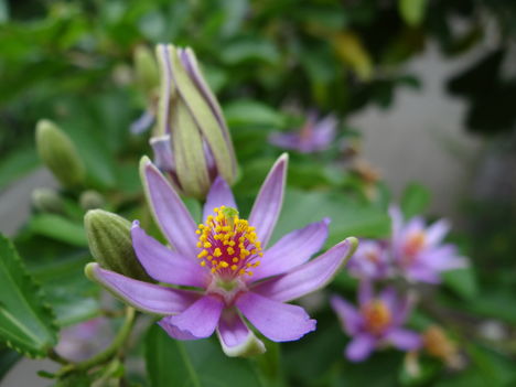 Grewia Caffra 3