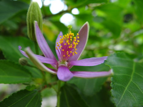 Grewia Caffra 5