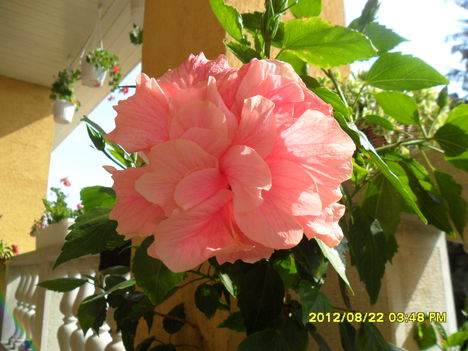 hibiszkusz