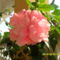 hibiszkusz