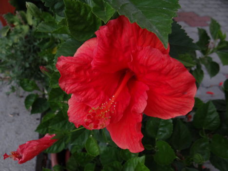 Hibiszkusz 1