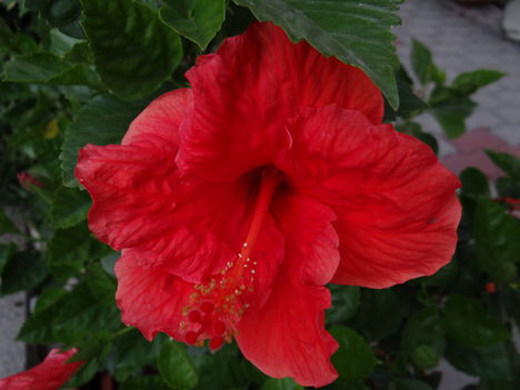 Hibiszkusz 2