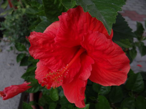 Hibiszkusz 3