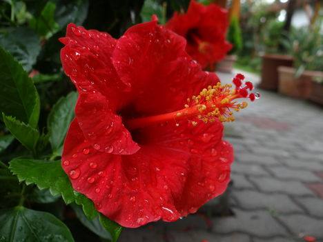 Hibiszkusz 4