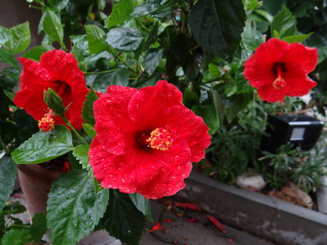 Hibiszkusz 5