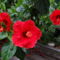 Hibiszkusz 5