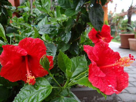 Hibiszkusz 6