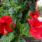 Hibiszkusz 6