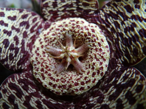 Kaktusz 2