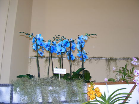 Kiállítás képei2010 