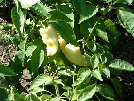 Kiskertem gyümölcsei 005