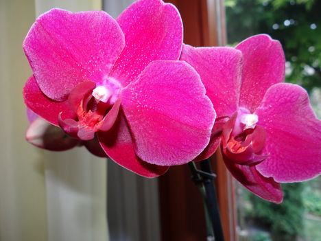 Orchidea 1