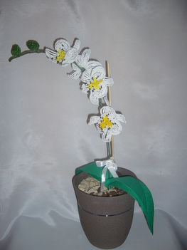 Orchidea