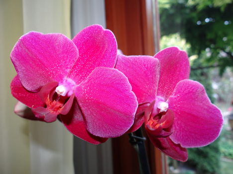 Orchidea 2