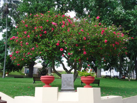 Óriás bokor hibiszkusz