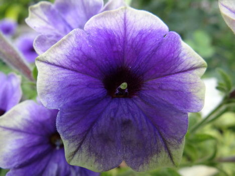 Petúnia 1