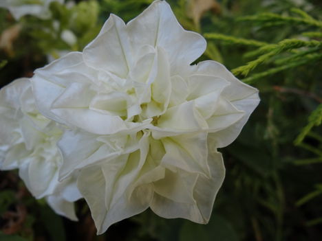 Petúnia 5