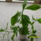 SAM_8419