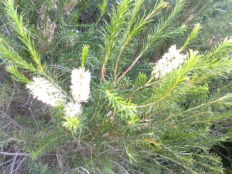 Selymestölgy, - (GREVILLEA STENOBOTRYA
