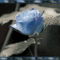 013_262999_13461_n