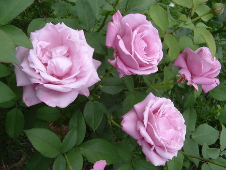 2004_0711Image0055