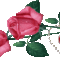 2_szal_piros_rozsa_704916_58039_n