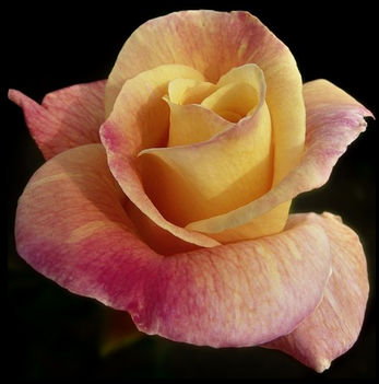 91